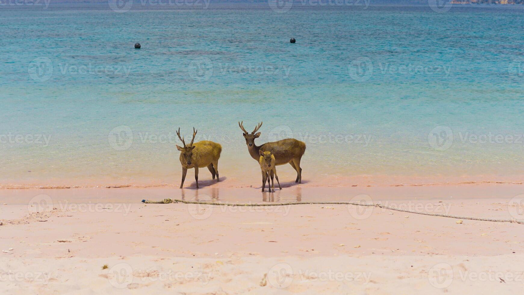 A heard of deer resting on the white sand beach in Komodo National Park, Indonesia. There is a pier going into the sea in the back. Calm animals in natural habitat. photo