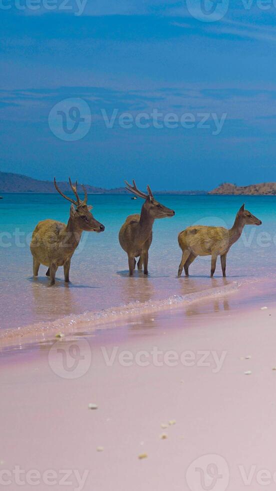 A heard of deer resting on the white sand beach in Komodo National Park, Indonesia. There is a pier going into the sea in the back. Calm animals in natural habitat. photo
