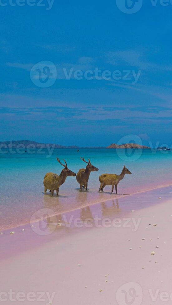 A heard of deer resting on the white sand beach in Komodo National Park, Indonesia. There is a pier going into the sea in the back. Calm animals in natural habitat. photo