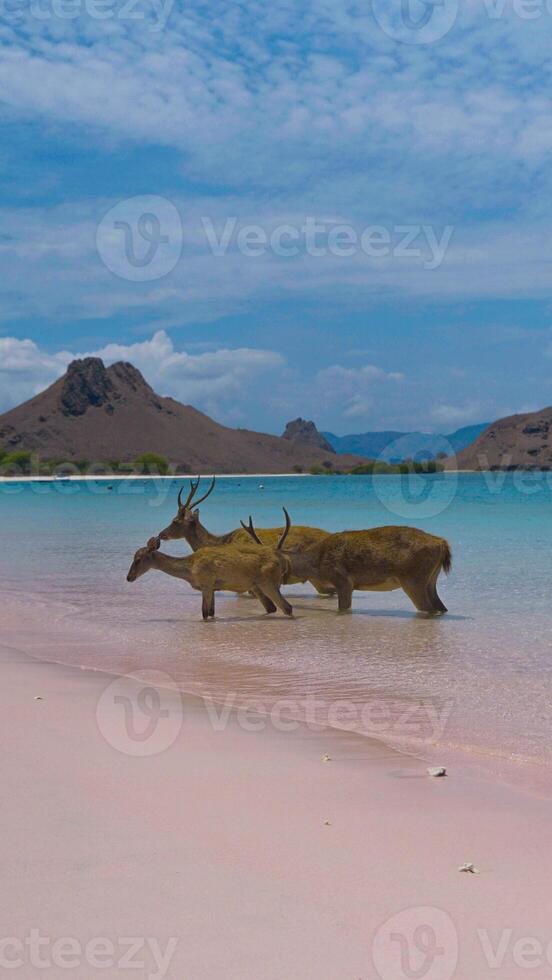 A heard of deer resting on the white sand beach in Komodo National Park, Indonesia. There is a pier going into the sea in the back. Calm animals in natural habitat. photo