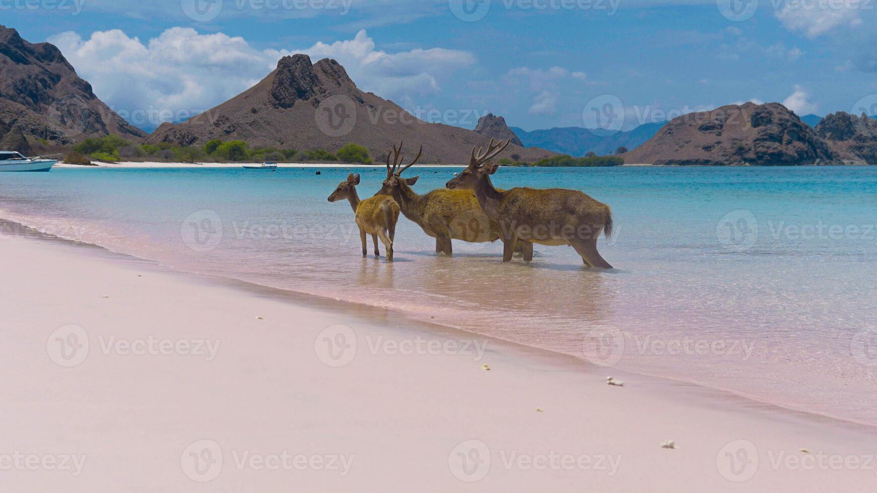 A heard of deer resting on the white sand beach in Komodo National Park, Indonesia. There is a pier going into the sea in the back. Calm animals in natural habitat. photo