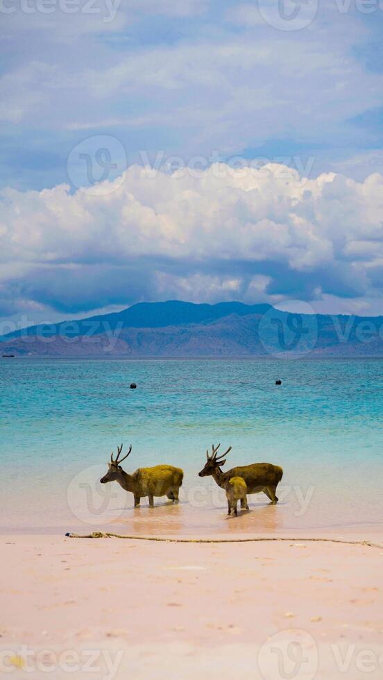 A heard of deer resting on the white sand beach in Komodo National Park, Indonesia. There is a pier going into the sea in the back. Calm animals in natural habitat. photo