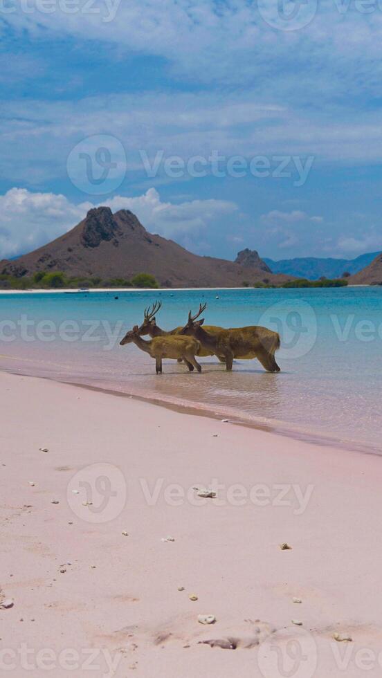 A heard of deer resting on the white sand beach in Komodo National Park, Indonesia. There is a pier going into the sea in the back. Calm animals in natural habitat. photo