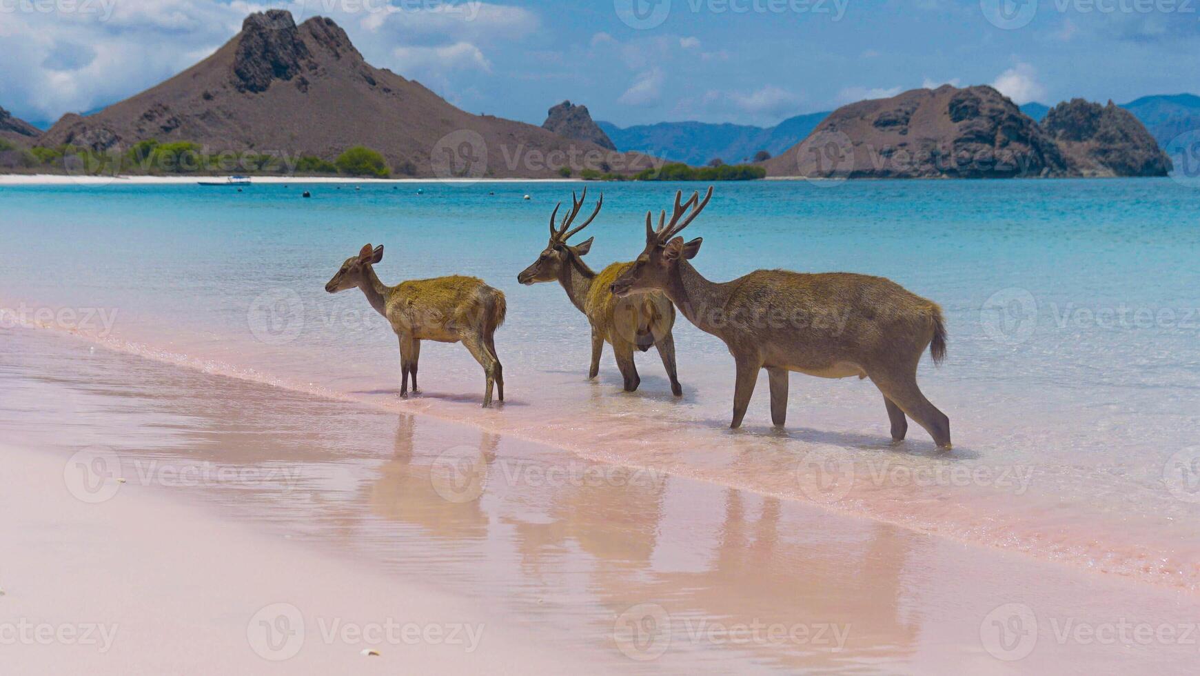 A heard of deer resting on the white sand beach in Komodo National Park, Indonesia. There is a pier going into the sea in the back. Calm animals in natural habitat. photo