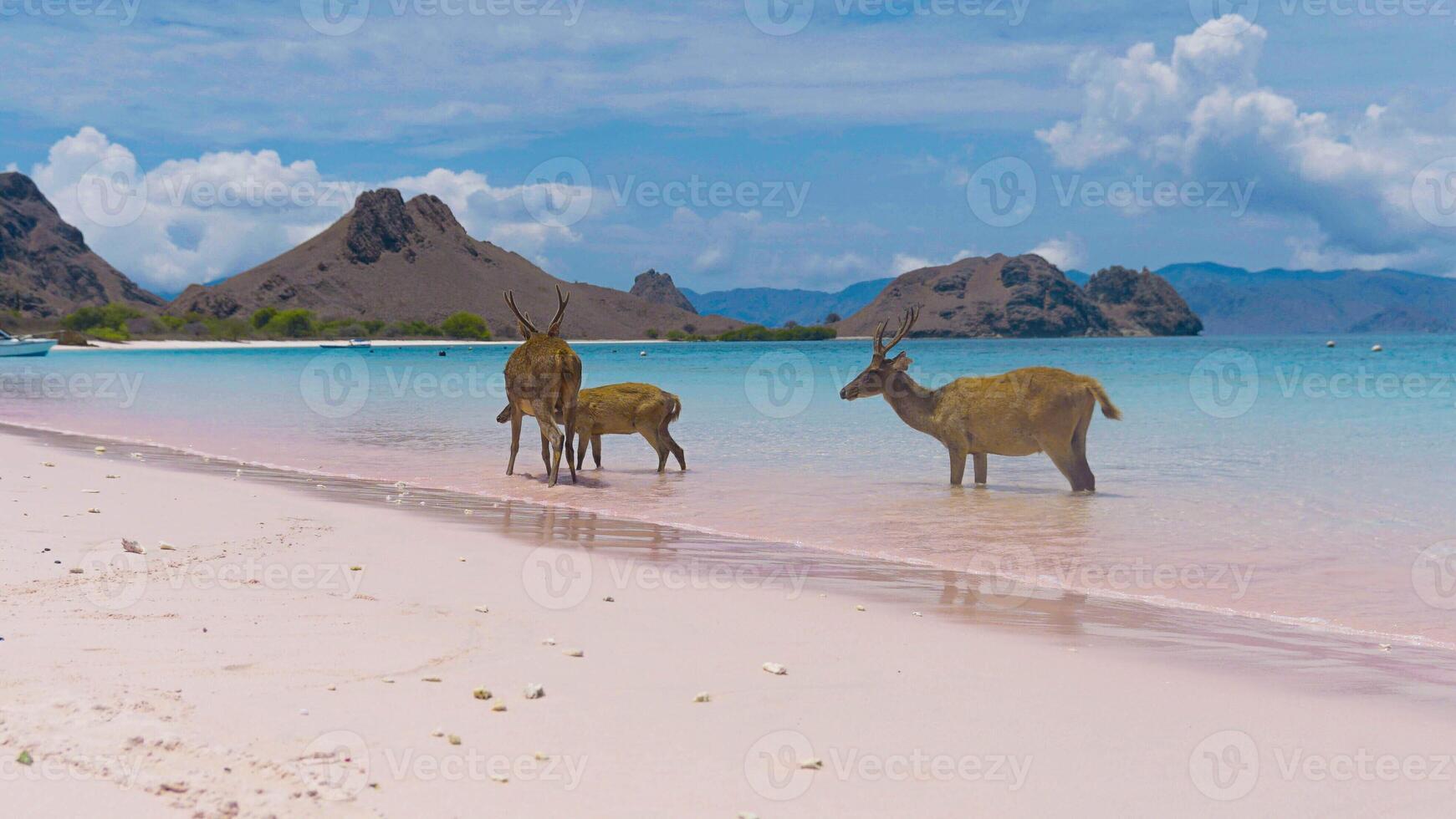A heard of deer resting on the white sand beach in Komodo National Park, Indonesia. There is a pier going into the sea in the back. Calm animals in natural habitat. photo