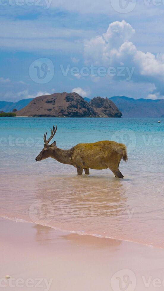 A heard of deer resting on the white sand beach in Komodo National Park, Indonesia. There is a pier going into the sea in the back. Calm animals in natural habitat. photo
