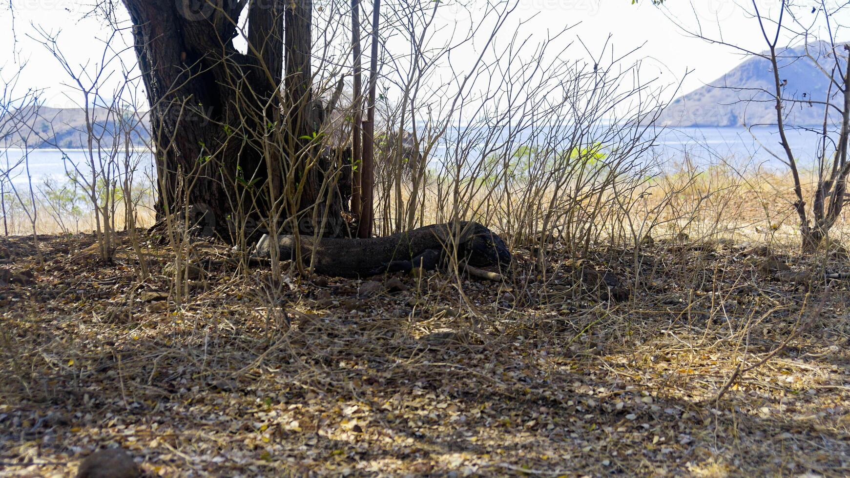 The Komodo dragon eating. Found in the Indonesian islands of Komodo, Rinca, Flores, Gili Motang, and Padar photo