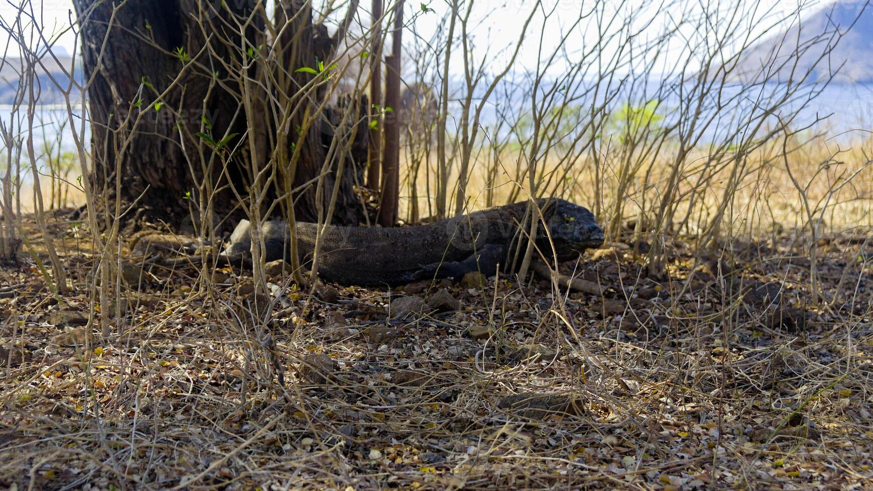 The Komodo dragon eating. Found in the Indonesian islands of Komodo, Rinca, Flores, Gili Motang, and Padar photo
