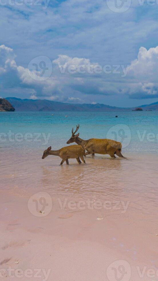 A heard of deer resting on the white sand beach in Komodo National Park, Indonesia. There is a pier going into the sea in the back. Calm animals in natural habitat. photo