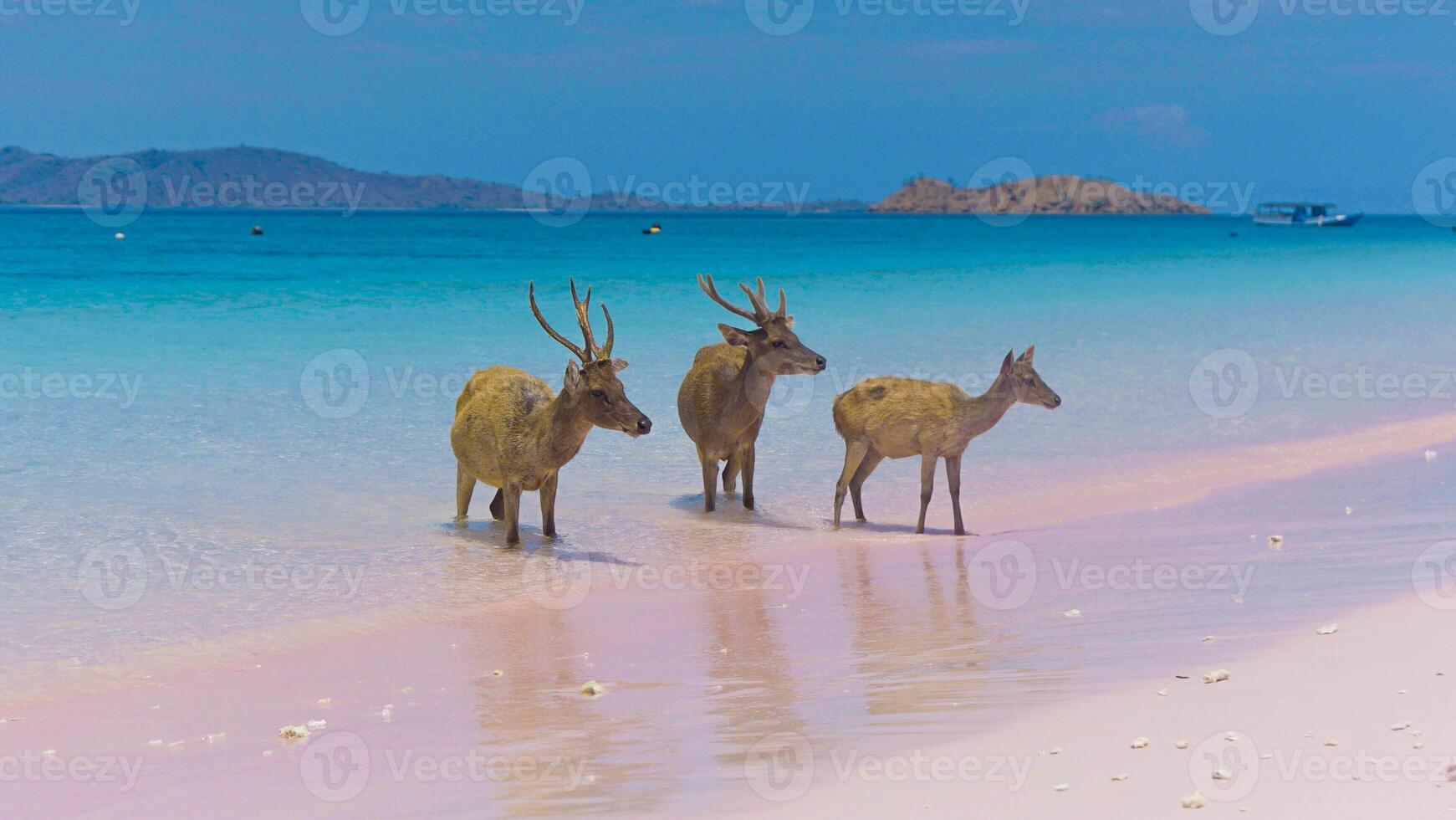A heard of deer resting on the white sand beach in Komodo National Park, Indonesia. There is a pier going into the sea in the back. Calm animals in natural habitat. photo