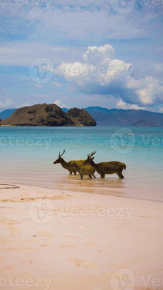 A heard of deer resting on the white sand beach in Komodo National Park, Indonesia. There is a pier going into the sea in the back. Calm animals in natural habitat. photo