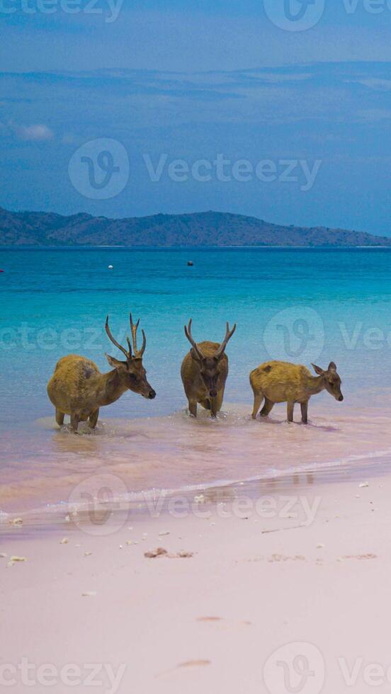 A heard of deer resting on the white sand beach in Komodo National Park, Indonesia. There is a pier going into the sea in the back. Calm animals in natural habitat. photo