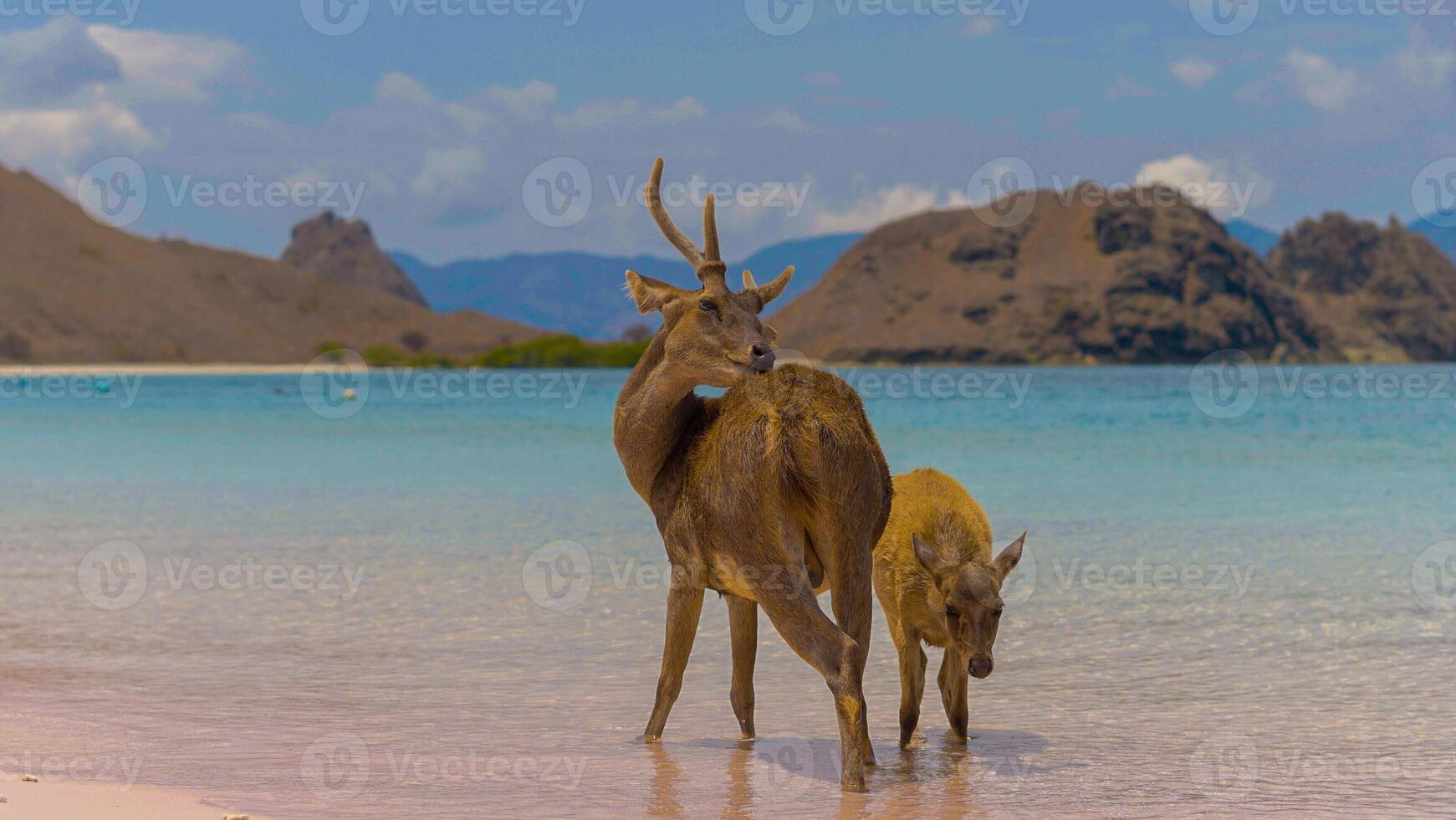 A heard of deer resting on the white sand beach in Komodo National Park, Indonesia. There is a pier going into the sea in the back. Calm animals in natural habitat. photo