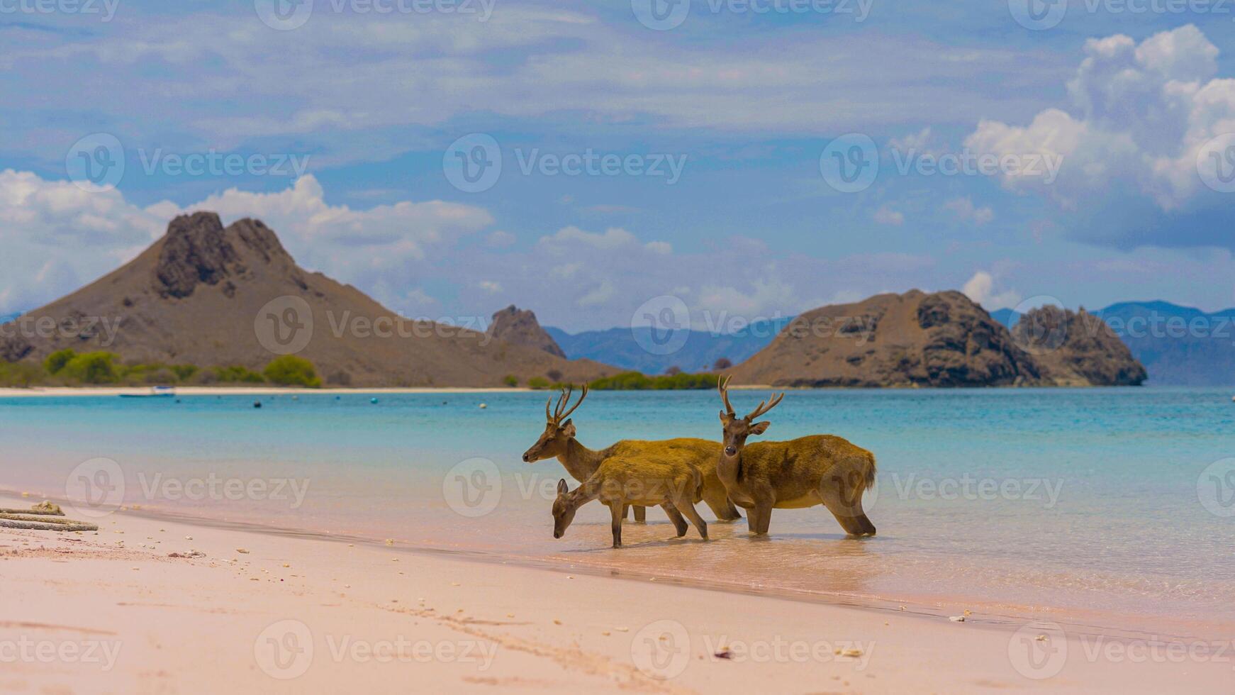 A heard of deer resting on the white sand beach in Komodo National Park, Indonesia. There is a pier going into the sea in the back. Calm animals in natural habitat. photo