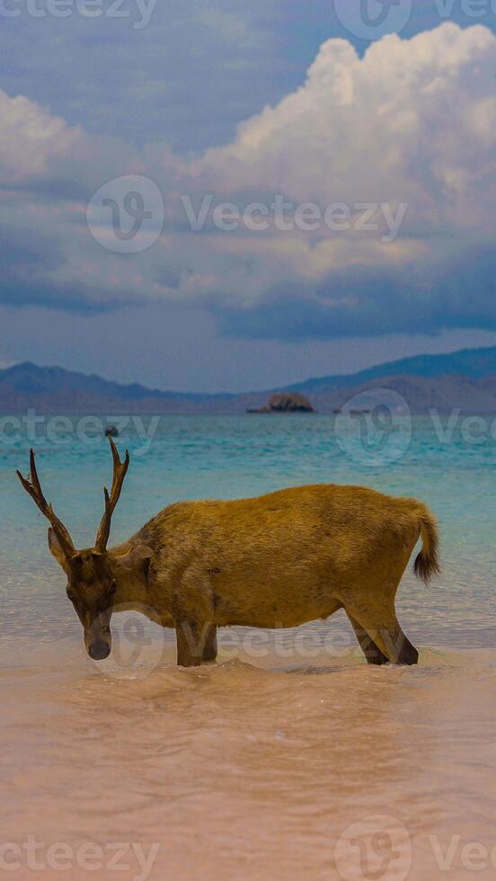 A heard of deer resting on the white sand beach in Komodo National Park, Indonesia. There is a pier going into the sea in the back. Calm animals in natural habitat. photo