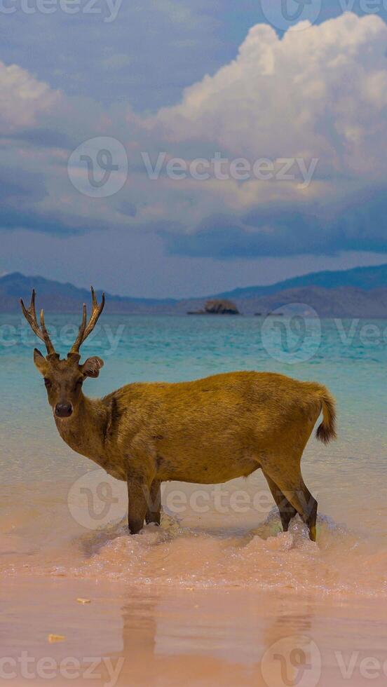 A heard of deer resting on the white sand beach in Komodo National Park, Indonesia. There is a pier going into the sea in the back. Calm animals in natural habitat. photo