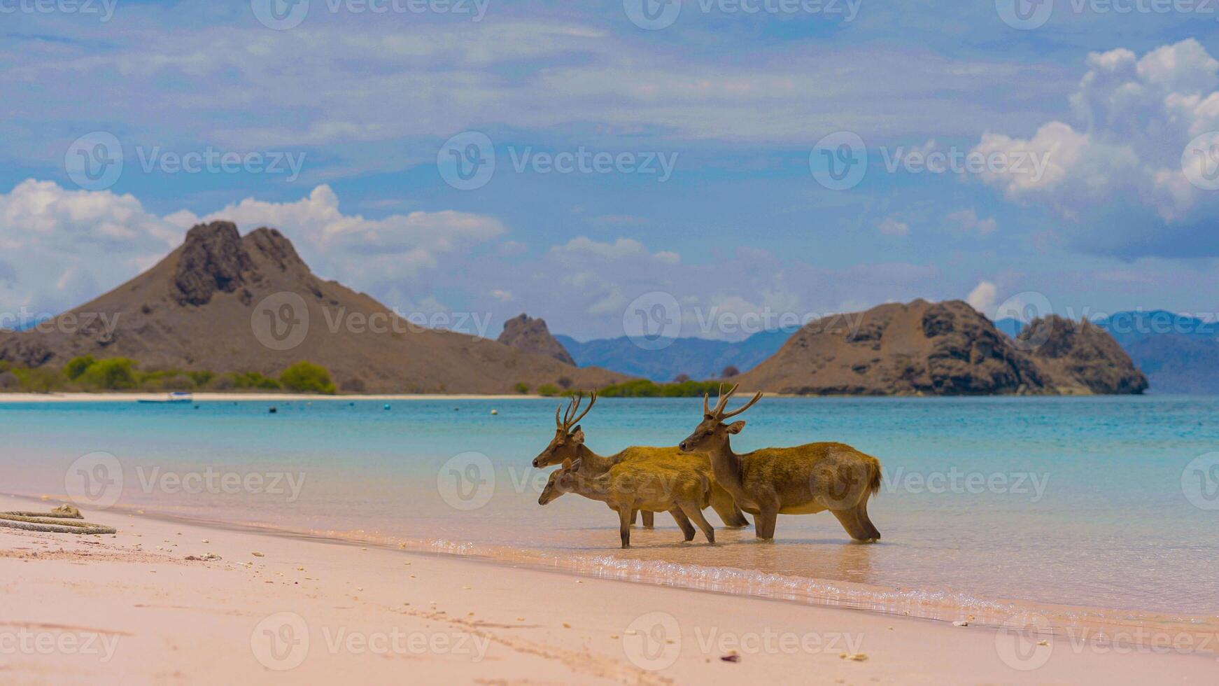 A heard of deer resting on the white sand beach in Komodo National Park, Indonesia. There is a pier going into the sea in the back. Calm animals in natural habitat. photo