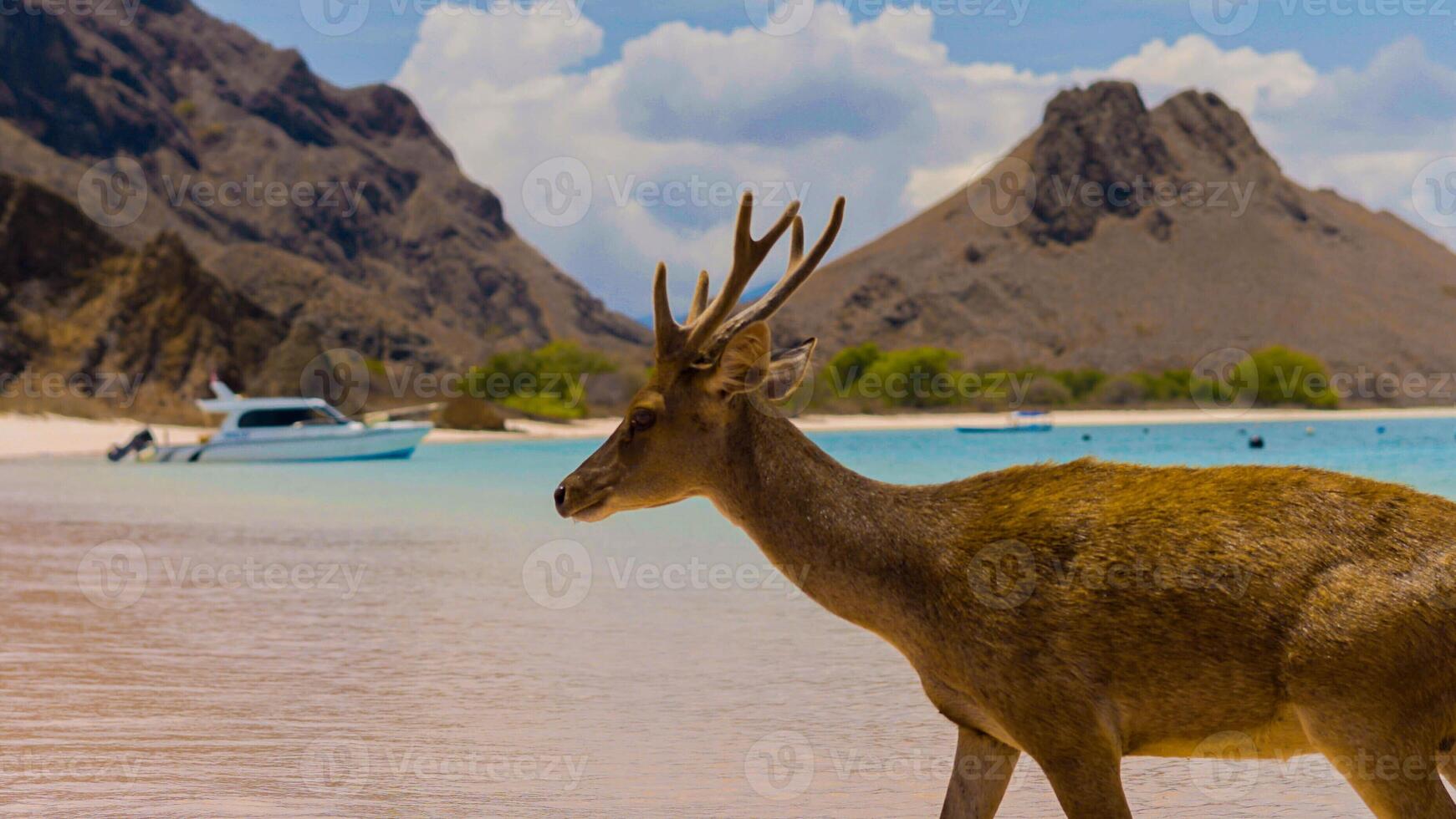 A heard of deer resting on the white sand beach in Komodo National Park, Indonesia. There is a pier going into the sea in the back. Calm animals in natural habitat. photo