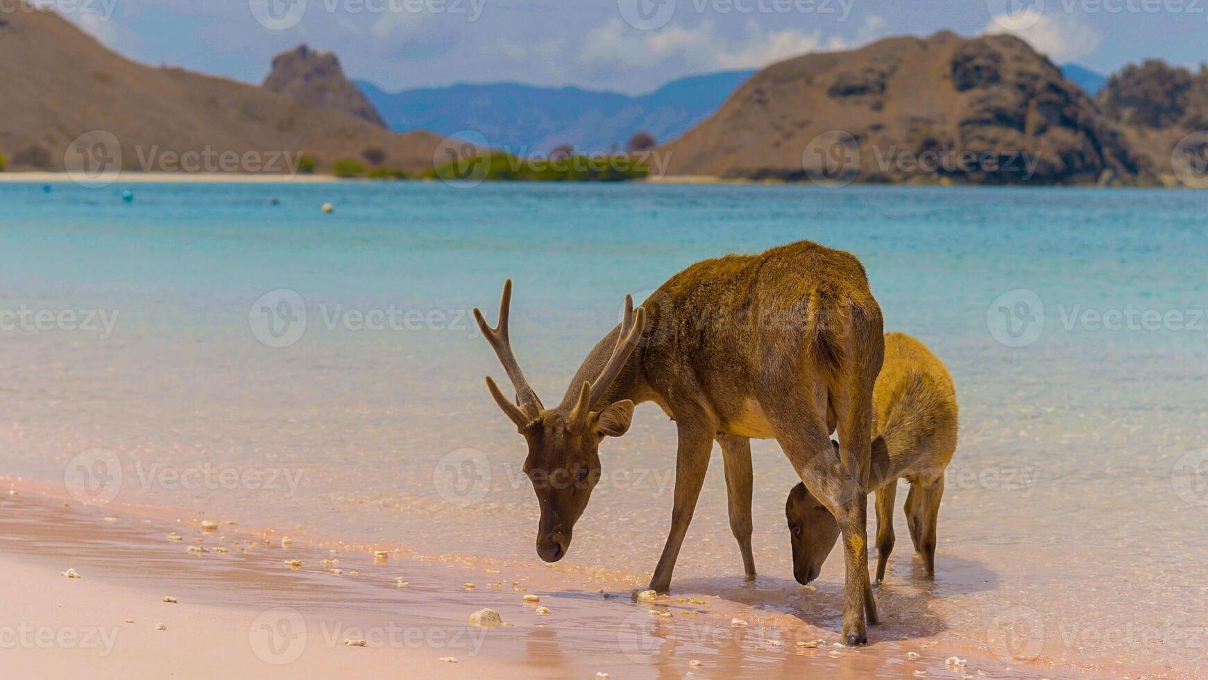 A heard of deer resting on the white sand beach in Komodo National Park, Indonesia. There is a pier going into the sea in the back. Calm animals in natural habitat. photo