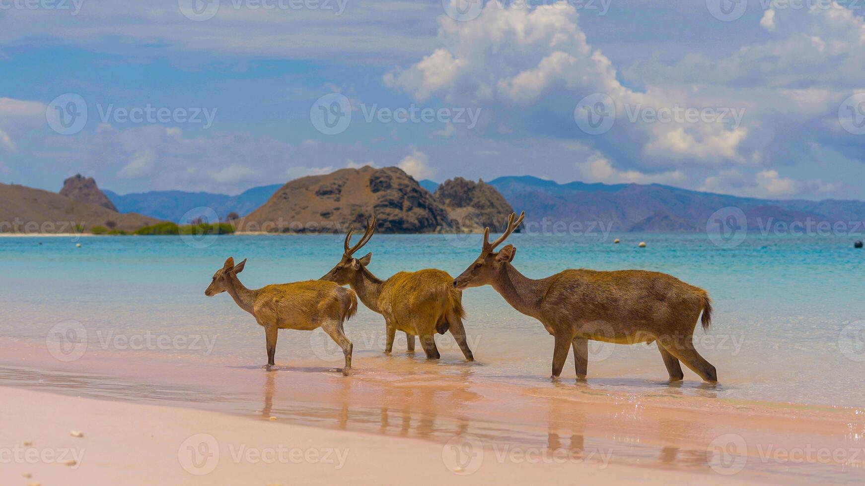 A heard of deer resting on the white sand beach in Komodo National Park, Indonesia. There is a pier going into the sea in the back. Calm animals in natural habitat. photo