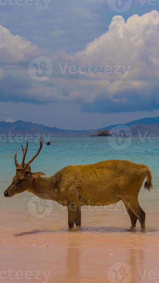 A heard of deer resting on the white sand beach in Komodo National Park, Indonesia. There is a pier going into the sea in the back. Calm animals in natural habitat. photo