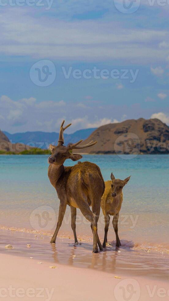 A heard of deer resting on the white sand beach in Komodo National Park, Indonesia. There is a pier going into the sea in the back. Calm animals in natural habitat. photo