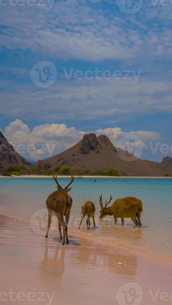 A heard of deer resting on the white sand beach in Komodo National Park, Indonesia. There is a pier going into the sea in the back. Calm animals in natural habitat. photo