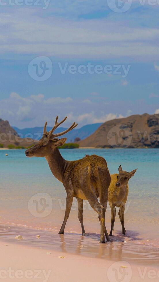 A heard of deer resting on the white sand beach in Komodo National Park, Indonesia. There is a pier going into the sea in the back. Calm animals in natural habitat. photo
