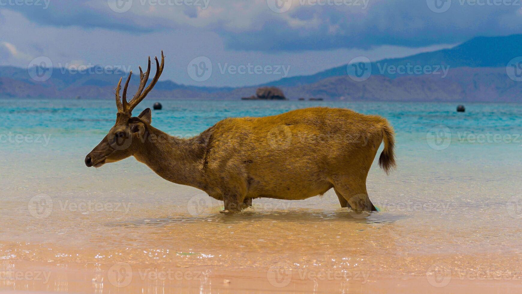 A heard of deer resting on the white sand beach in Komodo National Park, Indonesia. There is a pier going into the sea in the back. Calm animals in natural habitat. photo