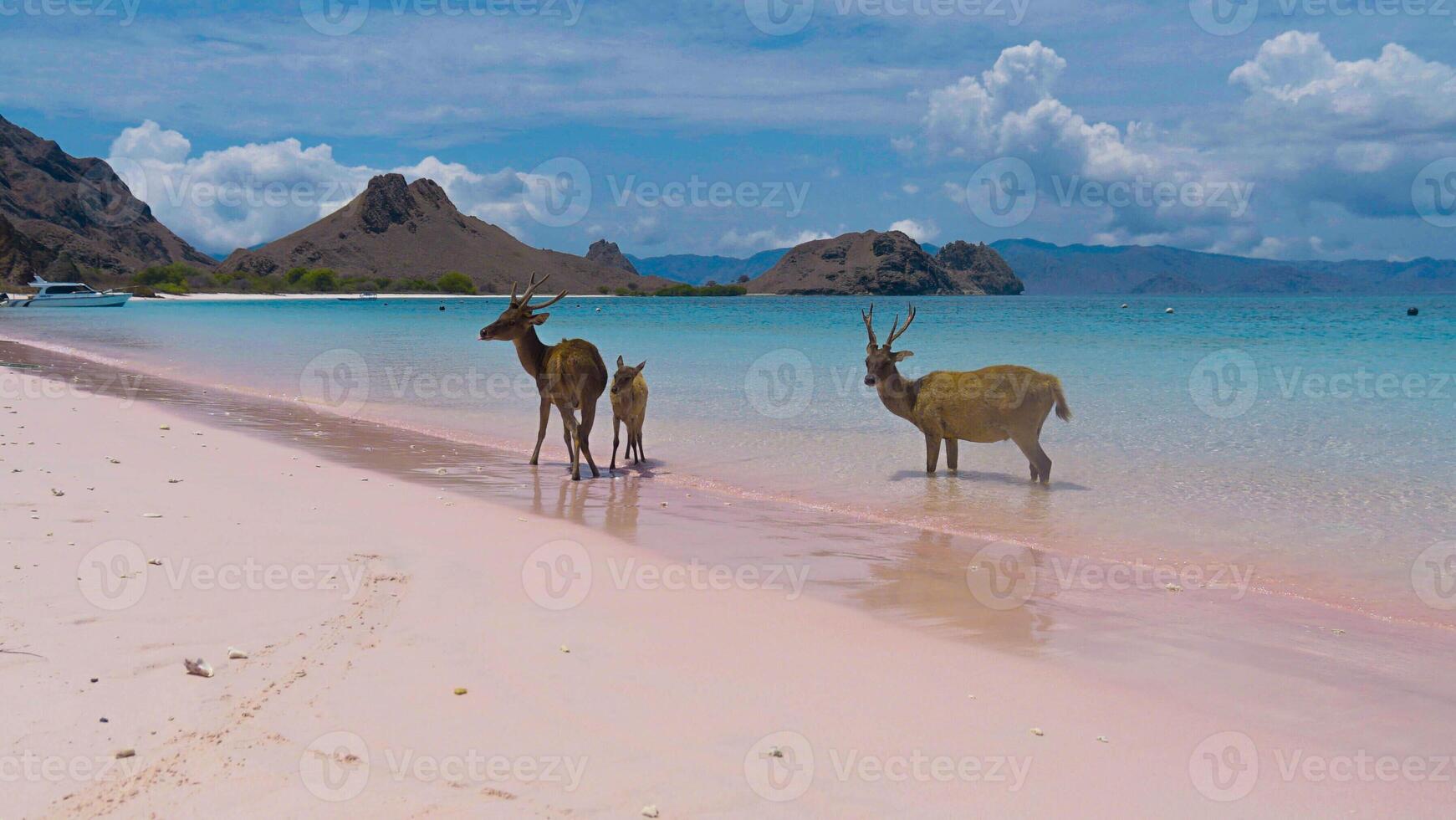 A heard of deer resting on the white sand beach in Komodo National Park, Indonesia. There is a pier going into the sea in the back. Calm animals in natural habitat. photo