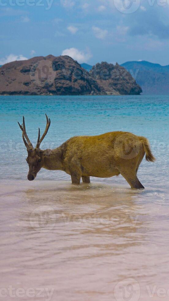 A heard of deer resting on the white sand beach in Komodo National Park, Indonesia. There is a pier going into the sea in the back. Calm animals in natural habitat. photo