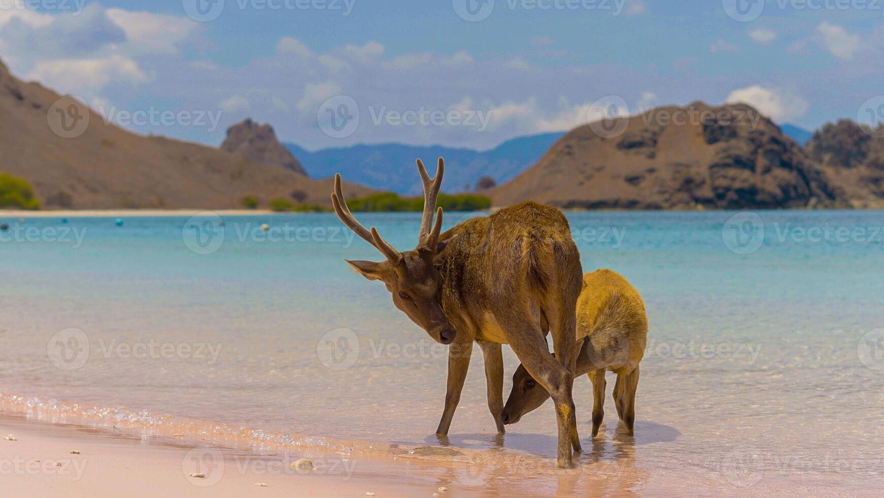 A heard of deer resting on the white sand beach in Komodo National Park, Indonesia. There is a pier going into the sea in the back. Calm animals in natural habitat. photo