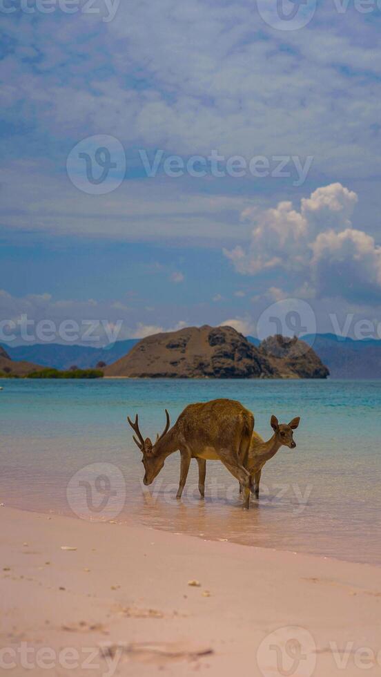 A heard of deer resting on the white sand beach in Komodo National Park, Indonesia. There is a pier going into the sea in the back. Calm animals in natural habitat. photo