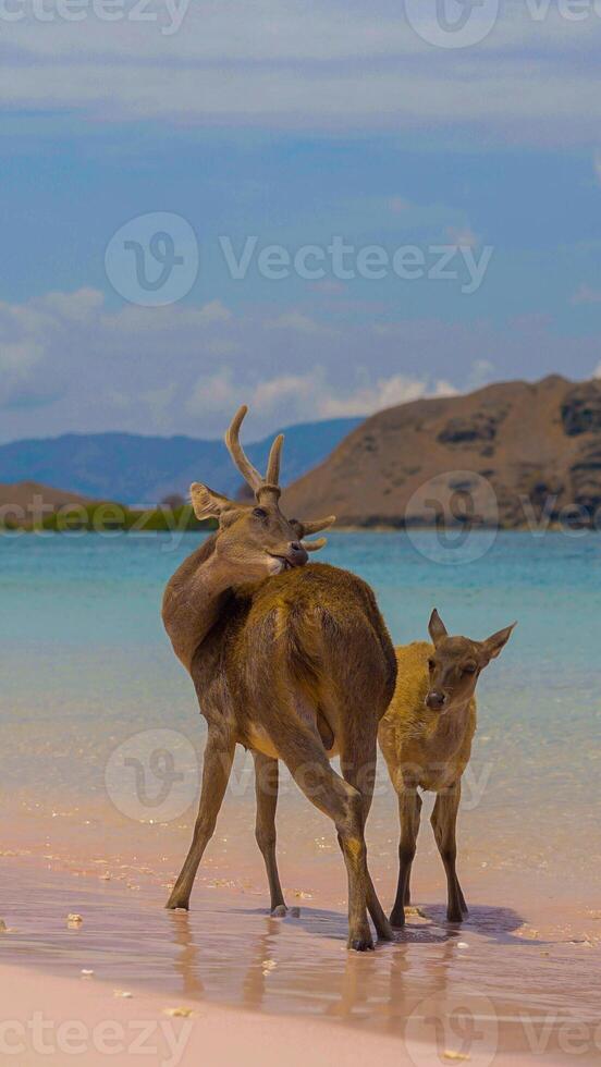 A heard of deer resting on the white sand beach in Komodo National Park, Indonesia. There is a pier going into the sea in the back. Calm animals in natural habitat. photo