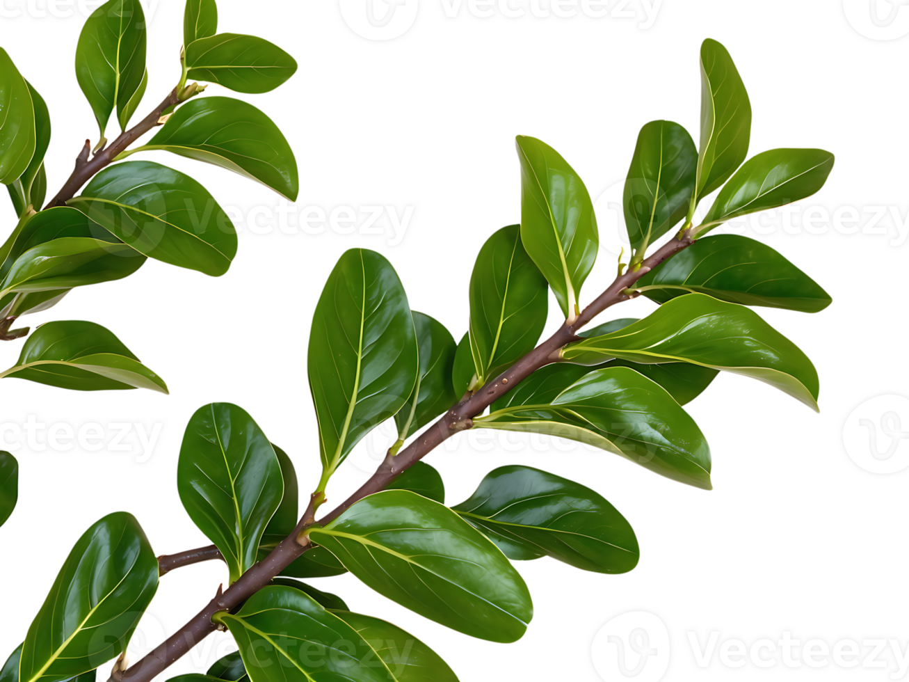 Close-up of a Leafy Branch in transparent background png
