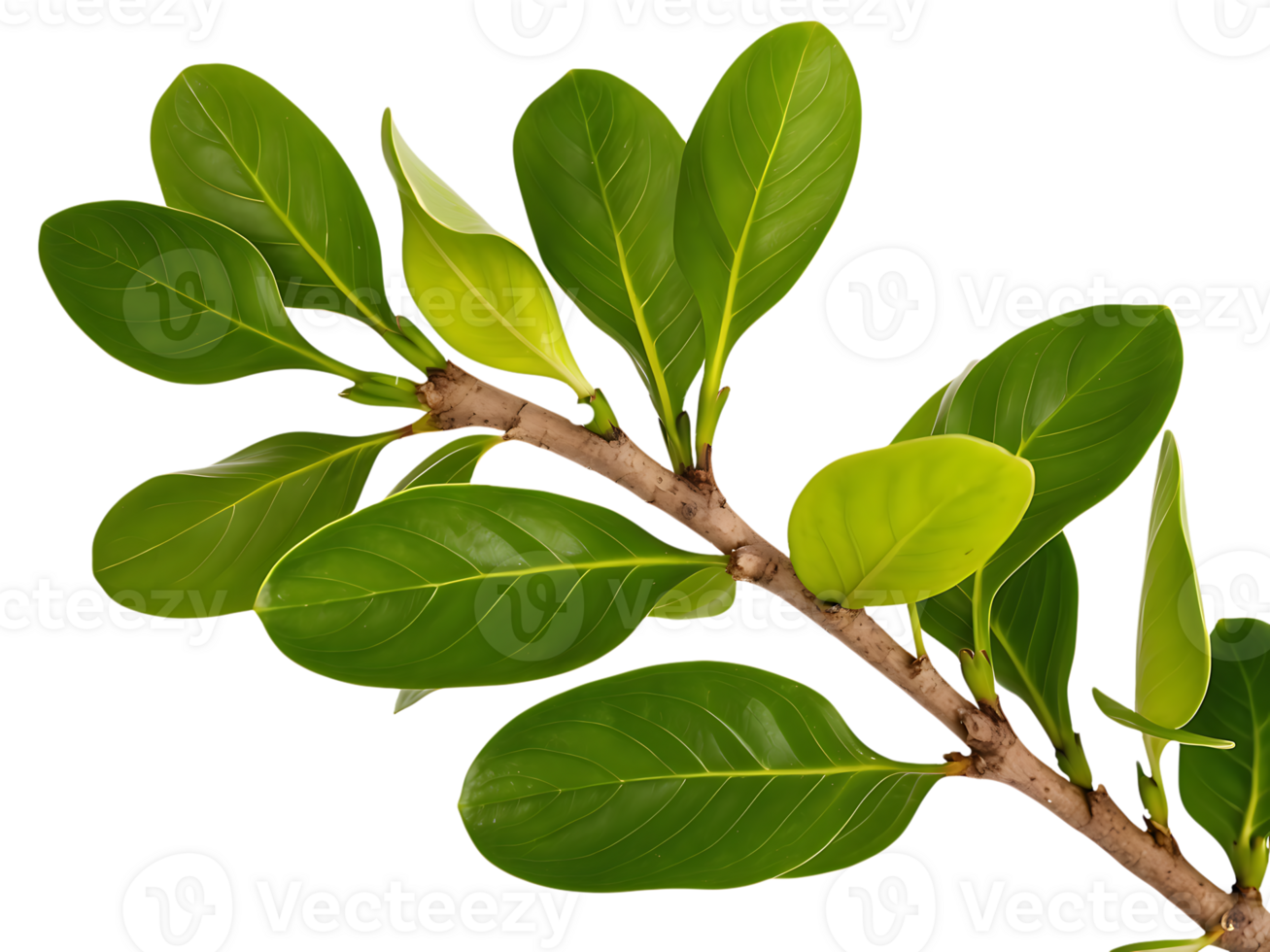 Tree Branch Adorned with Lush Green Leaves png