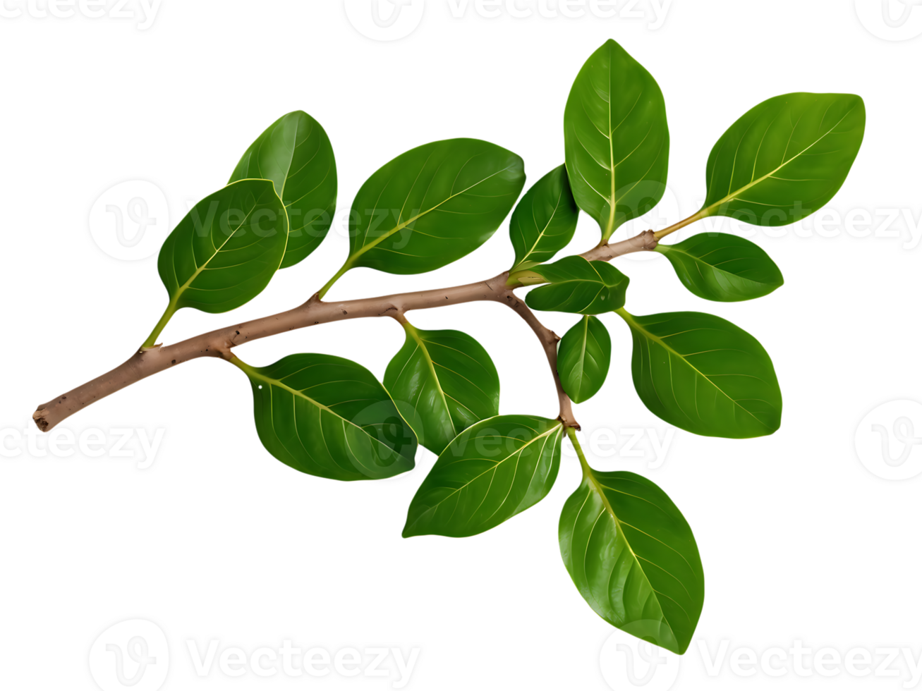 Leaves on a Single Branch png