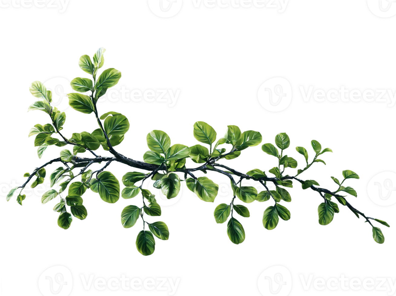 Close View of Leaves on a Natural Branch png