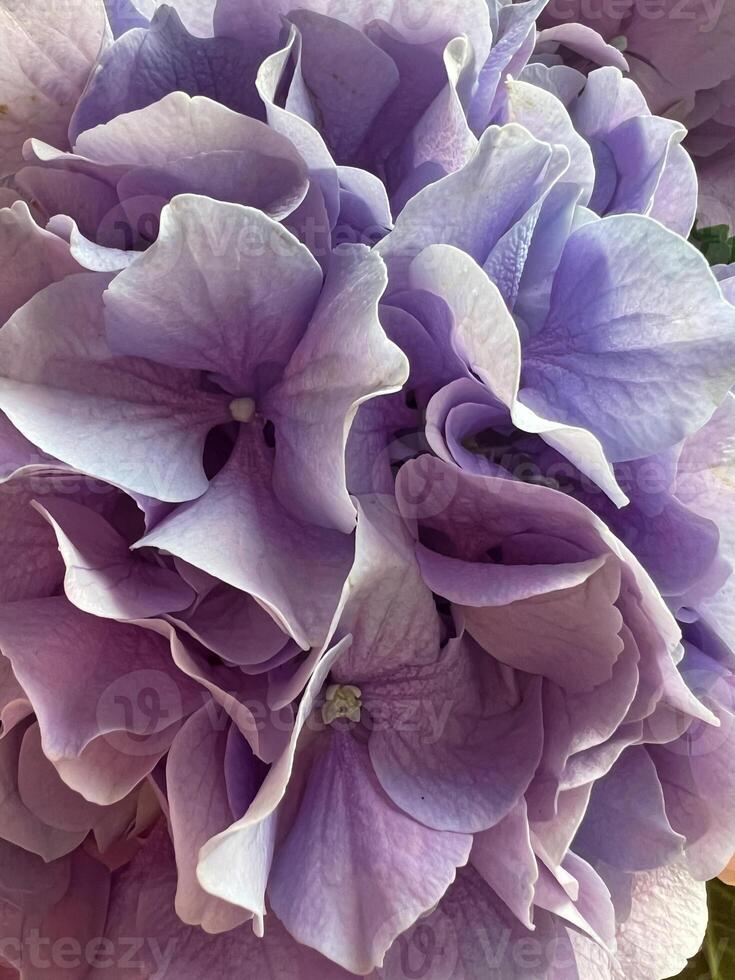 Bouquet of colorful hydrangeas close-up photo