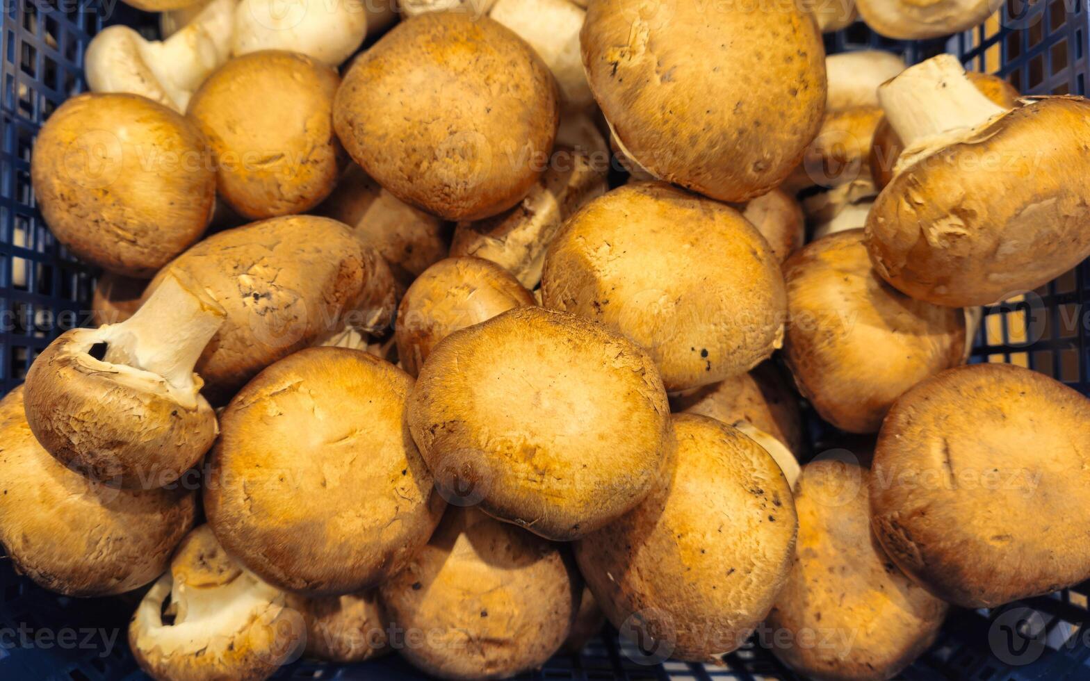 Champignons background. Mushrooms in the store, on sale. Mushrooms in the store photo