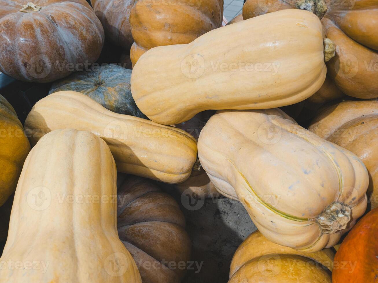 Different pumpkins are on the counter in the store. Big pumpkins. Vegetables photo