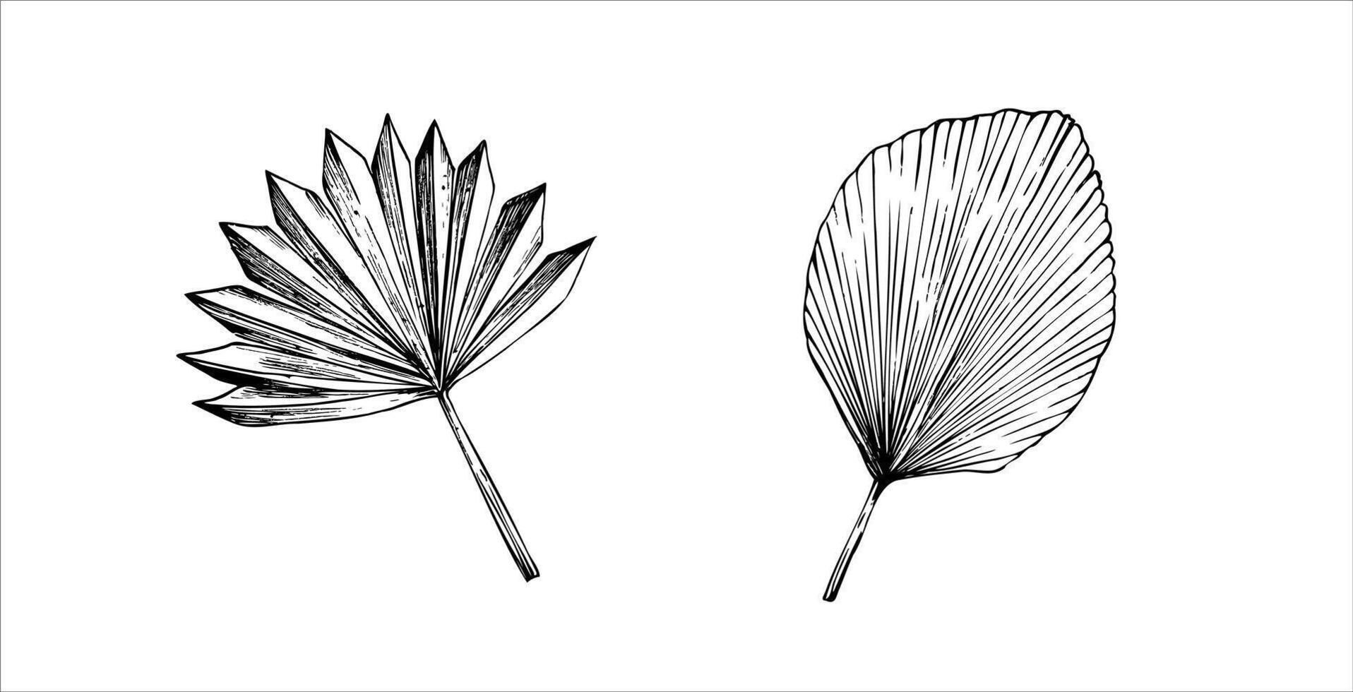 pampas grass. Graphic illustration isolated on background. Botanical and wedding and. Muslim hand drawn line sketch, holiday Ramadan Kareem or Eid Al Adha 2025. For designers, prints, postcards vector