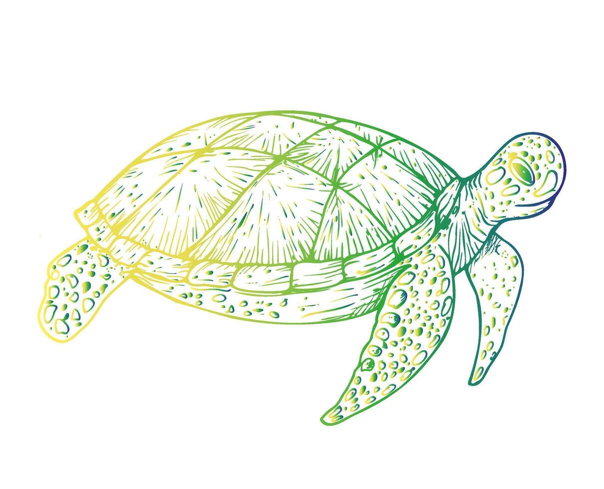 green sea turtle. Hand painted line reef. Graphic tropical clip art isolated on background. Underwater illustration. For designers, invitations, decoration, postcards, wrap vector