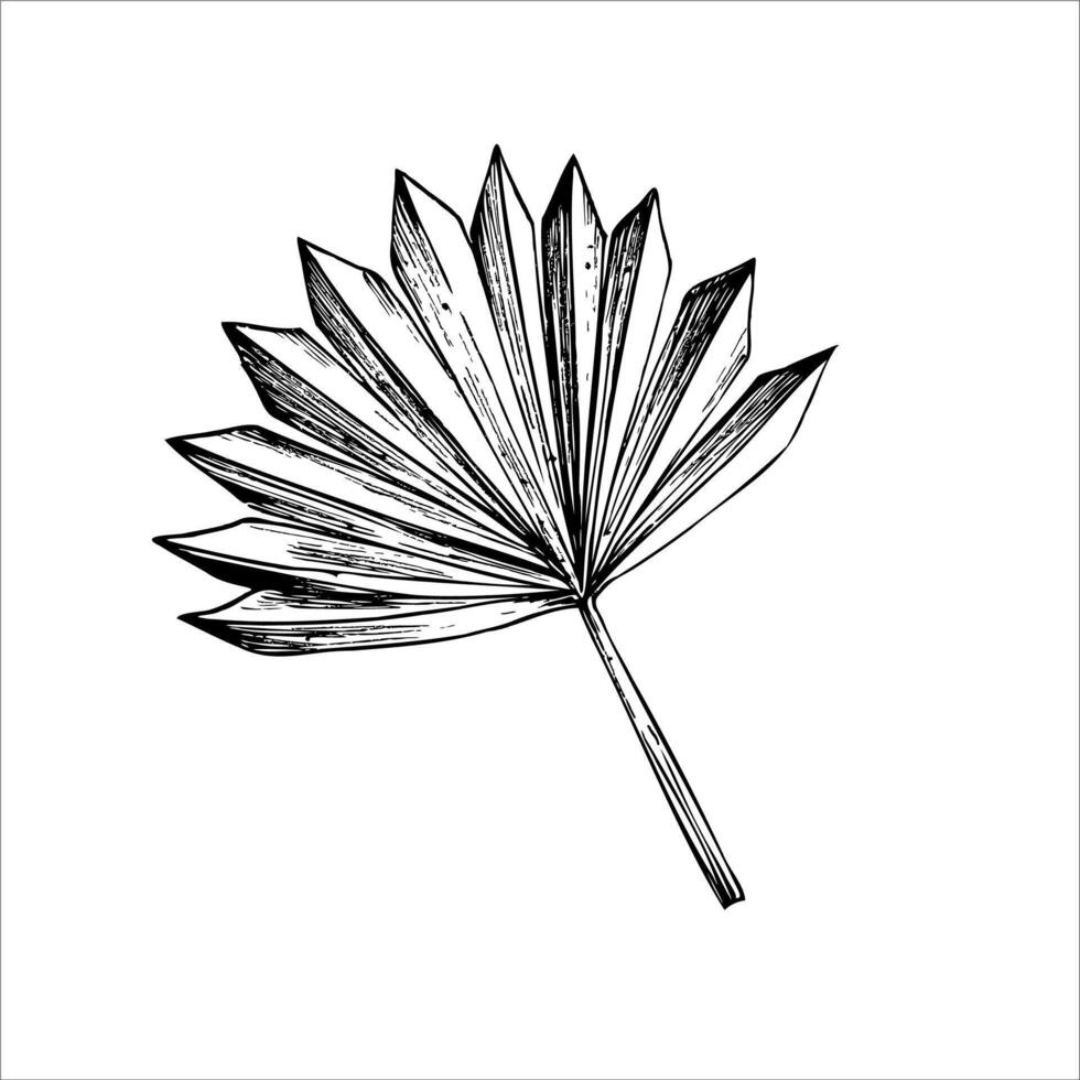 pampas grass. Graphic illustration isolated on background. Botanical and wedding and. Muslim hand drawn line sketch, holiday Ramadan Kareem or Eid Al Adha 2025. For designers, prints, postcards vector