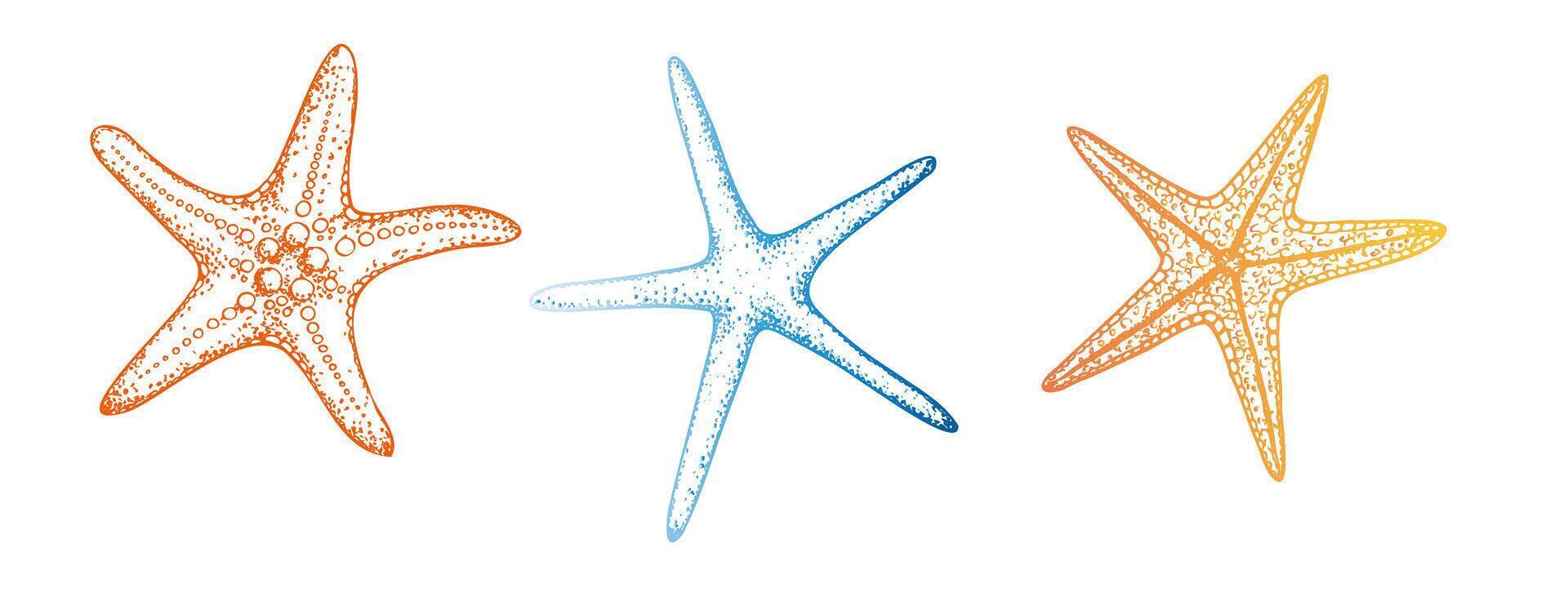 starfish. Hand painted line sketch. Graphic tropical clip art isolated on background. Underwater illustration. For designers, invitations, decoration, postcards, wrapping paper, scrapbooking vector