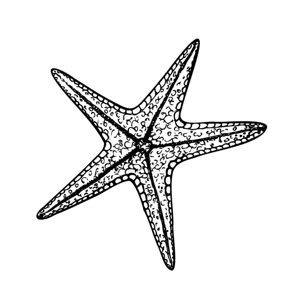 starfish. Hand painted line sketch. Graphic tropical clip art isolated on background. Underwater illustration. For designers, invitations, decoration, postcards, wrapping paper, scrapbooking vector