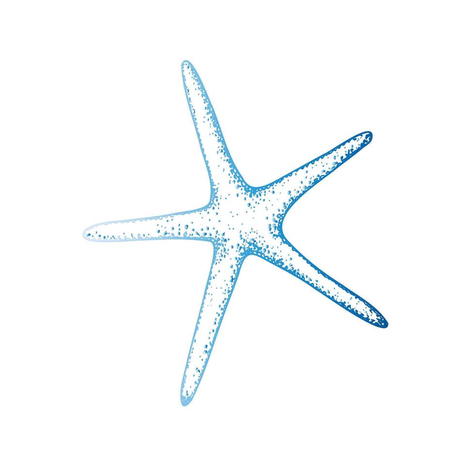 starfish. Hand painted line sketch. Graphic tropical clip art isolated on background. Underwater illustration. For designers, invitations, decoration, postcards, wrapping paper, scrapbooking vector