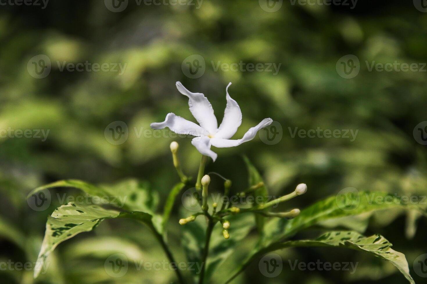 Beautiful White Orchids in Singapore Botanical Garden photo