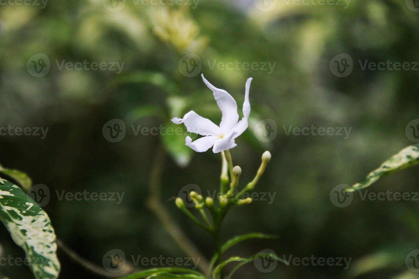 Beautiful White Orchids in Singapore Botanical Garden photo