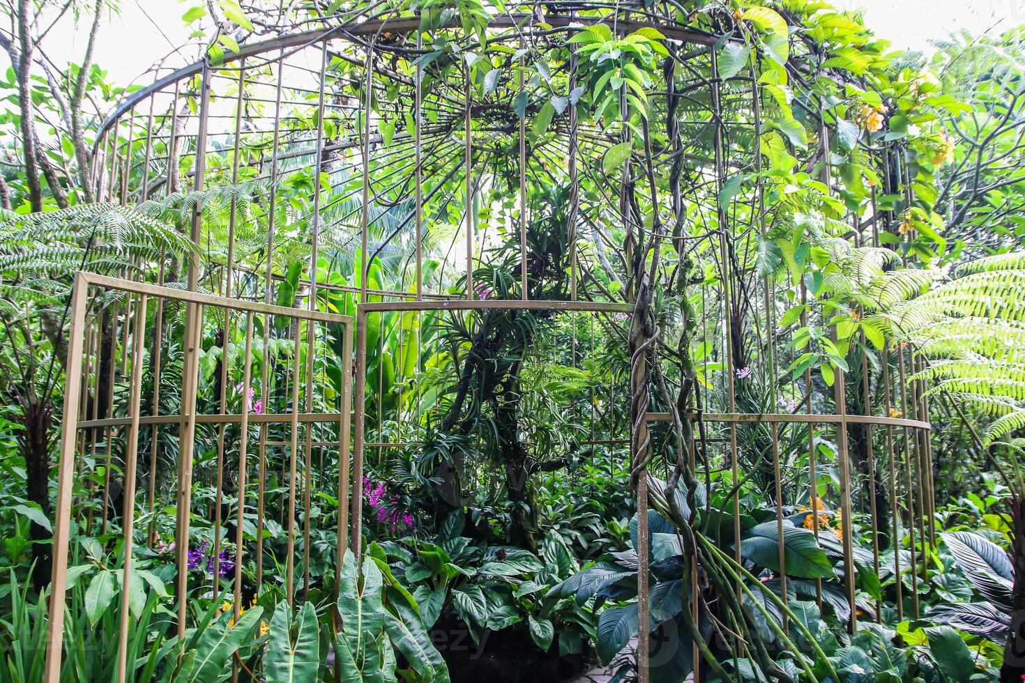 Lush Green Exotic Vegetation in Singapore Botanical Garden photo